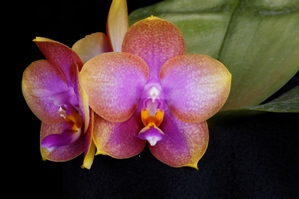 Phalaenopsis AL Redsun Queen Caribbean Sunset AM/AOS 86 pts.